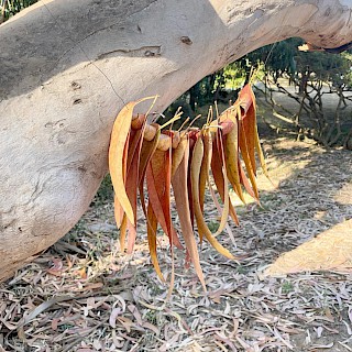 Naturgestaltungen. Ohne Anfang, ohne Ende... (Achtung: Veranstaltungsort Schloss Blumenthal)